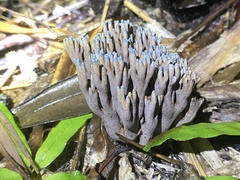Phaeoclavulina cyanocephala