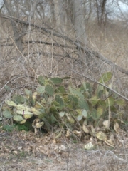 Opuntia