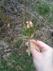 Baccharis salicifolia