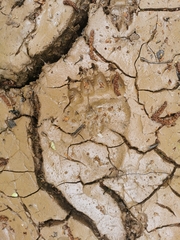 Ursus arctos beringianus