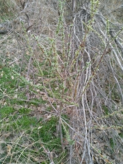 Salix exigua