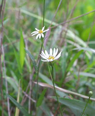 Aster rugulosus
