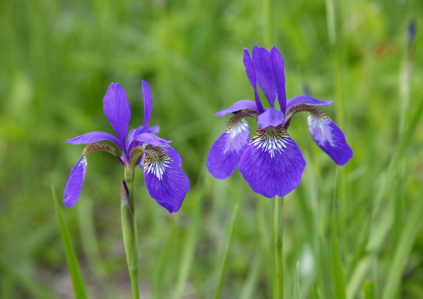 Iris sanguinea