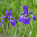 Japanese Iris - Photo (c) 空猫 T. N, some rights reserved (CC BY-NC), uploaded by 空猫 T. N