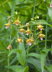 Epipactis thunbergii