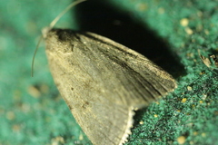 Athetis gluteosa