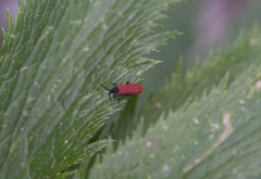 Benibotarus alternatus