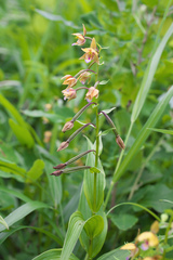 Epipactis thunbergii