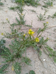 Sisymbrium irio