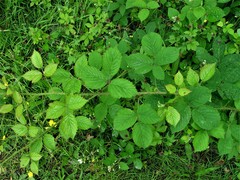 Rubus distractiformis