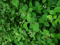 Rubus distractiformis