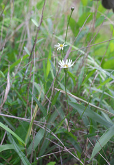 Aster rugulosus