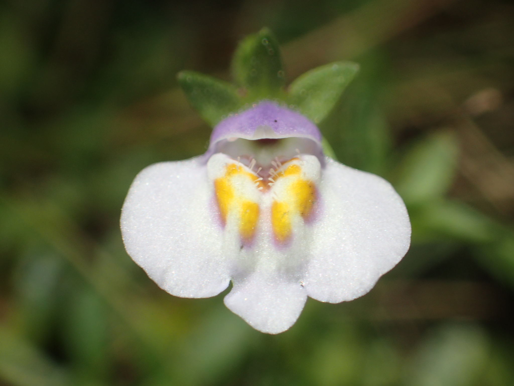 Mazus pumilus