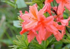 Rhododendron molle japonicum
