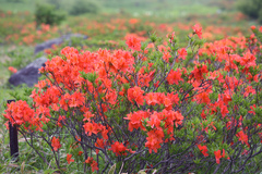Rhododendron molle japonicum