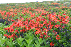 Rhododendron molle japonicum