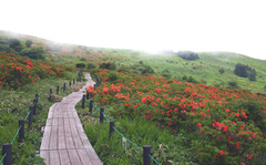 Rhododendron molle japonicum