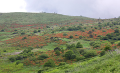 Rhododendron molle japonicum