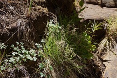 Muhlenbergia andina