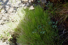 Muhlenbergia andina