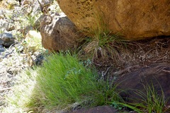 Muhlenbergia andina