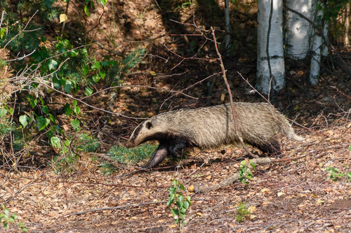 Asian Badger