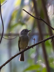 Tolmomyias sulphurescens