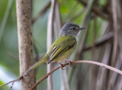 Tolmomyias sulphurescens
