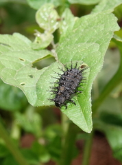 Epilachna mexicana