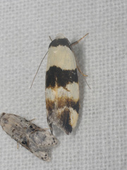 Euphiltra eroticella