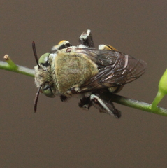 Amegilla aeruginosa