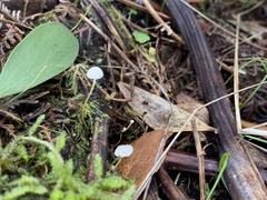 Mycena albidocapillaris