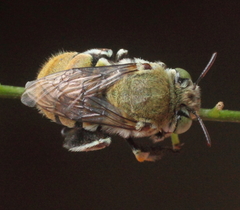 Amegilla aeruginosa