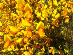 Cytisus scoparius andreanus
