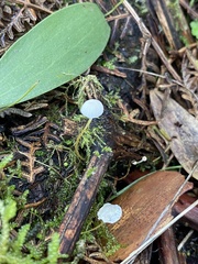 Mycena albidocapillaris