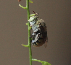 Amegilla aeruginosa