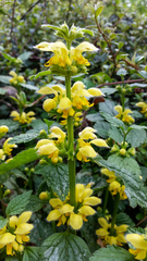 Lamium galeobdolon galeobdolon
