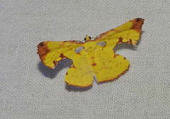 Corymica specularia