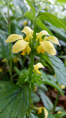Lamium galeobdolon galeobdolon