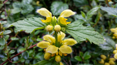 Lamium galeobdolon galeobdolon