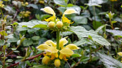 Lamium galeobdolon galeobdolon