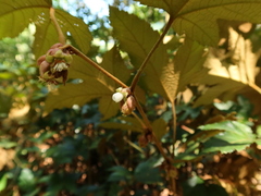 Rubus reflexus hui