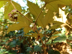 Rubus reflexus hui