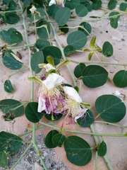 Capparis zoharyi
