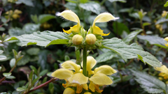 Lamium galeobdolon galeobdolon