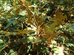 Rubus reflexus hui