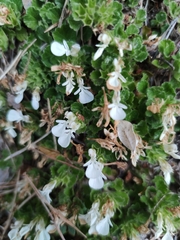 Teucrium pyrenaicum