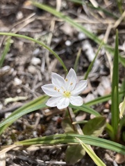 Lysimachia europaea