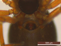 Silometopus reussi