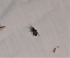 Notaris puncticollis